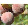 Broskvoň červenolistá 'Rubira'  Prunus persica 'Rubira'