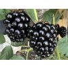 Ostružiník 'Jumbo/Thornfree'  Rubus fruticosus 'Jumbo/Thornfree'