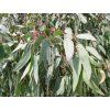 blahovi�n�k rostrata