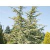Cedr atlantský 'Aurea'  Cedrus atlantica 'Aurea'
