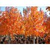 Javor červený 'October Glory'  Acer rubrum 'October Glory'