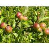 sylvestris3