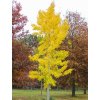 autumn gold