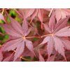Javor dlanitolistý 'Peve Stanley'  Acer palmatum 'Peve Stanley'