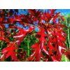 splendens
