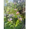 Magnolie 'Woodsman'  Magnolia brooklynensis 'Woodsman'