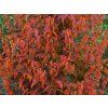 red fall2