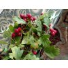Hloh jednosemenný 'Stricta'  Crataegus monogyna 'Stricta'