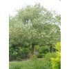pterostyrax