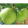 granny smith