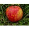 Malus Red Boskoop (2)