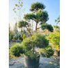 Pinus nigra 10 4