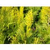 Thuja orientalis 'Aurea Compacta' (1)