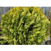 Thuja orientalis 'Aurea Compacta' (3)