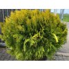 Thuja orientalis 'Aurea Compacta' (2)