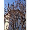 Škumpa orobincová  Rhus typhina