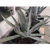 Agáve americká  Agave americana