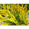 Thuja plicata '4ever' (2)