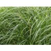 Ozdobnice čínská 'Krater' - Miscanthus sinensis 'Krater'  Miscanthus sinensis 'Krater'