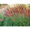 Ozdobnice čínská 'Red Chief'- Miscanthus sinensis 'Red Chief'  Miscanthus sinensis 'Red Chief'
