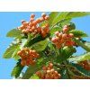 Jeřáb muk 'Magnifica'  Sorbus aria 'Magnifica'