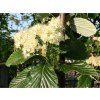Jeřáb muk 'Magnifica'  Sorbus aria 'Magnifica'