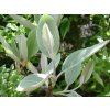 Jeřáb muk 'Magnifica'  Sorbus aria 'Magnifica'