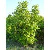 calycan2