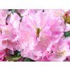 110184 4 110184 4 rhododendron polaris 2