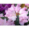 110184 5 110184 5 rhododendron polaris 1