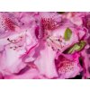 Rhododendron Constanze (1)