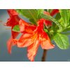 Azalea Saturnus