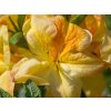 Azalea St.Lem (1)