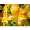 Azalea St.Lem (2)