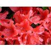 Japonská azalka 'Juliette®'  Rhododendron obtusum 'Juliette®'