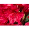 Rhododendron Vulcan