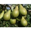 Hrušeň 'Konference+Comice'  Pyrus communis ´Konference+Comice´