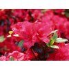 Japonská azalka 'Little Red'  Azalea japonica 'Little Red'