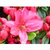 Japonská azalka 'Purpurkissen'  Rhododendron obtusum 'Purpurkissen'
