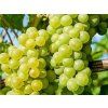 Réva vinná 'Zibibbo'  Vitis vinifera 'Zibibbo'