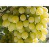 Réva vinná 'Zibibbo'  Vitis vinifera 'Zibibbo'