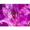 Rhododendron Bohlken Laguna (1)