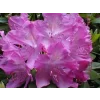 Rododendron 'Roseum Elegans'  Rhododendrum 'Roseum Elegans'