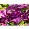 Clematis 'Akaishi' (2)