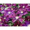 Plamének 'The Heroes of Warsaw'  Clematis 'The Heroes of Warsaw'