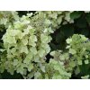 Hortenzie latnatá 'Bee Happy®'  Hydrangea paniculata'Bee Happy®'