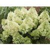 Hortenzie latnatá 'Bee Happy®'  Hydrangea paniculata'Bee Happy®'
