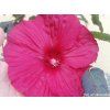 Ibišek bahenní SUMMERIFIC® 'Starry Starry Night'- Hibiscus SUMMERIFIC® 'Starry Starry Night'  HibiscusSUMMERIFIC® 'Starry Starry Night'