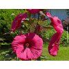 Ibišek bahenní SUMMERIFIC® 'Starry Starry Night'- Hibiscus SUMMERIFIC® 'Starry Starry Night'  HibiscusSUMMERIFIC® 'Starry Starry Night'