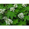 Hortenzie dubolistá 'Sike's Dwarf'  Hydrangea quercifolia 'Sike's Dwarf'